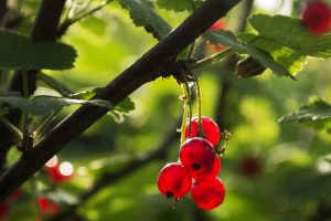 berries, Macro, Ribes