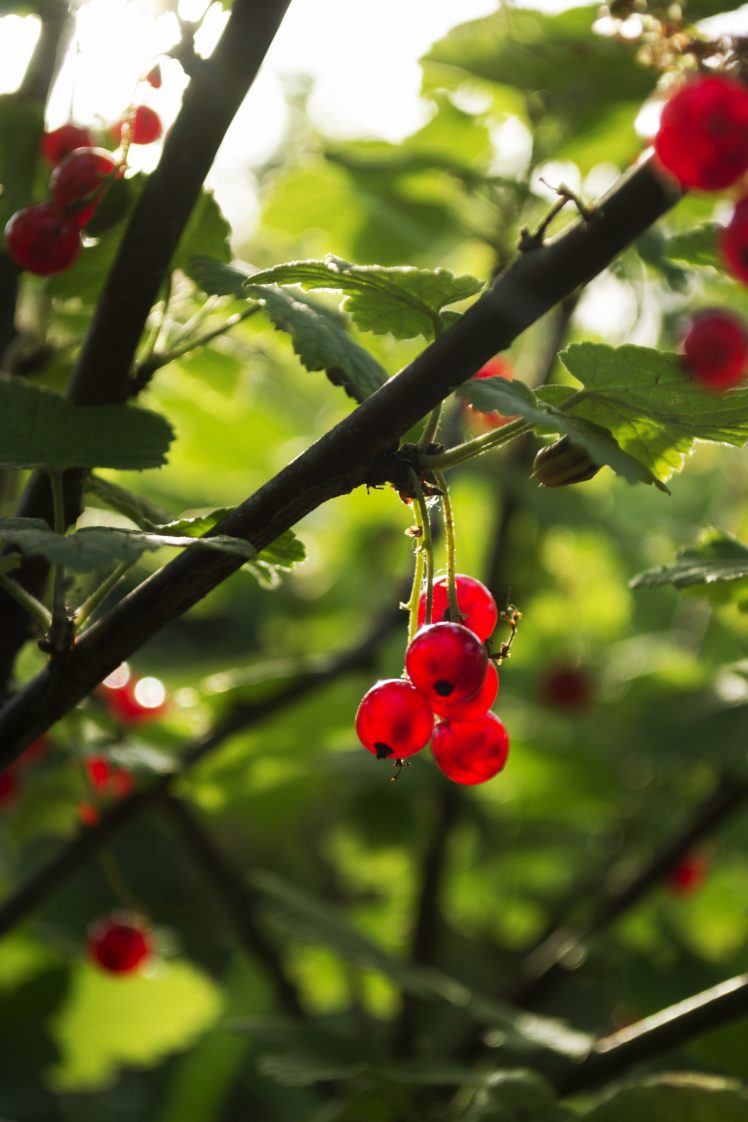 berries, Macro, Ribes HD Wallpaper Desktop Background