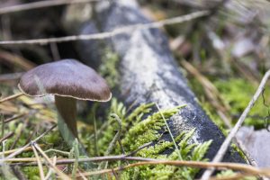 mushroom, Plants, Macro, Forest, Bokeh, Green