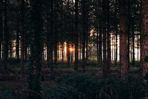 nature, Trees, Forest, Sunset