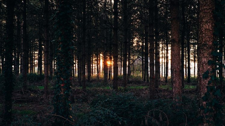 nature, Trees, Forest, Sunset HD Wallpaper Desktop Background