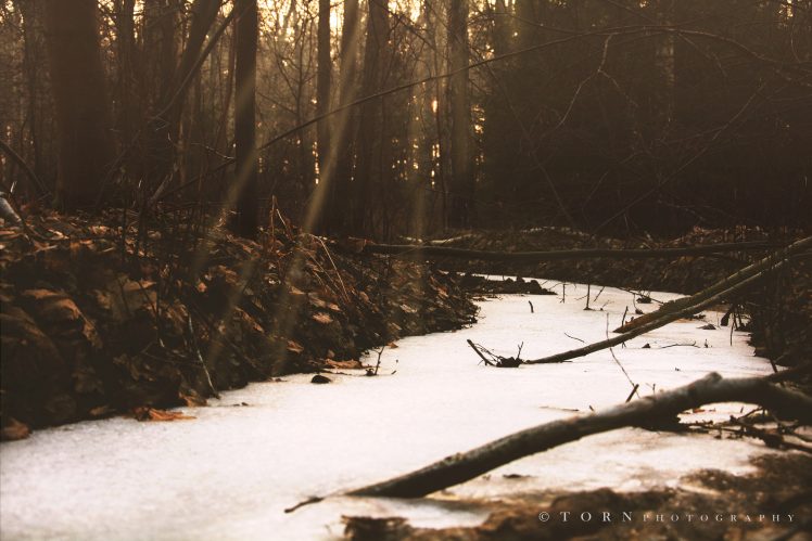 forest, River, Winter, Photography HD Wallpaper Desktop Background