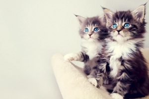kittens, Simple background