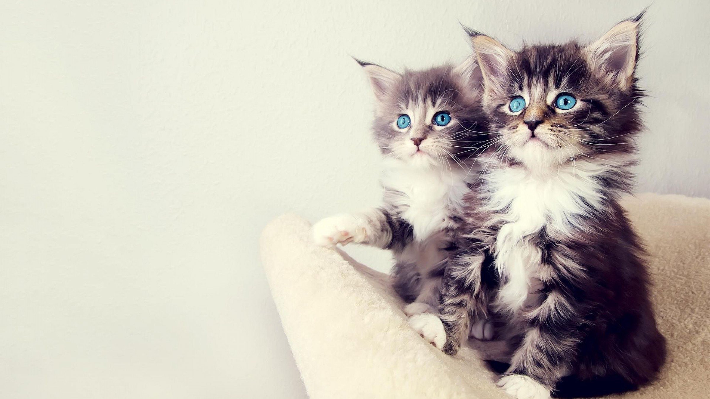 kittens, Simple background Wallpaper