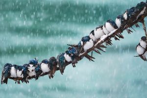 Bing, 2017 (Year), Animals, Birds, Snow