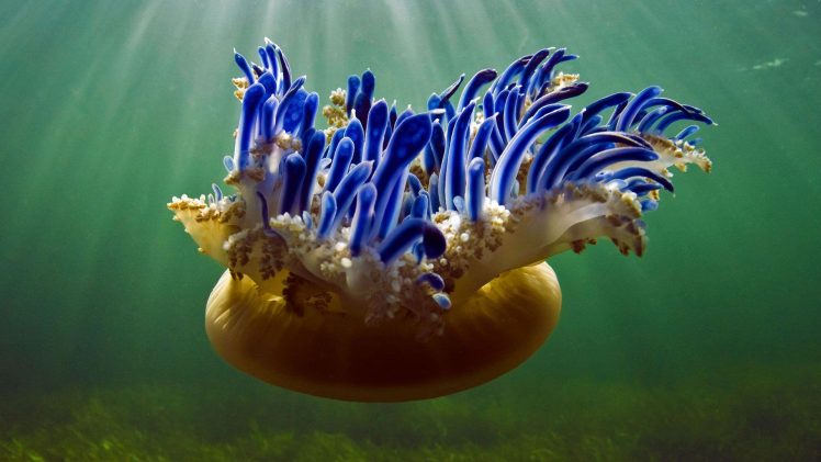 Bing, 2017 (Year), Animals, Jellyfish HD Wallpaper Desktop Background