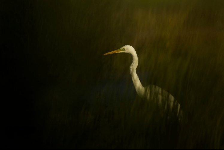 nature, Water, White, Birds, Animals HD Wallpaper Desktop Background