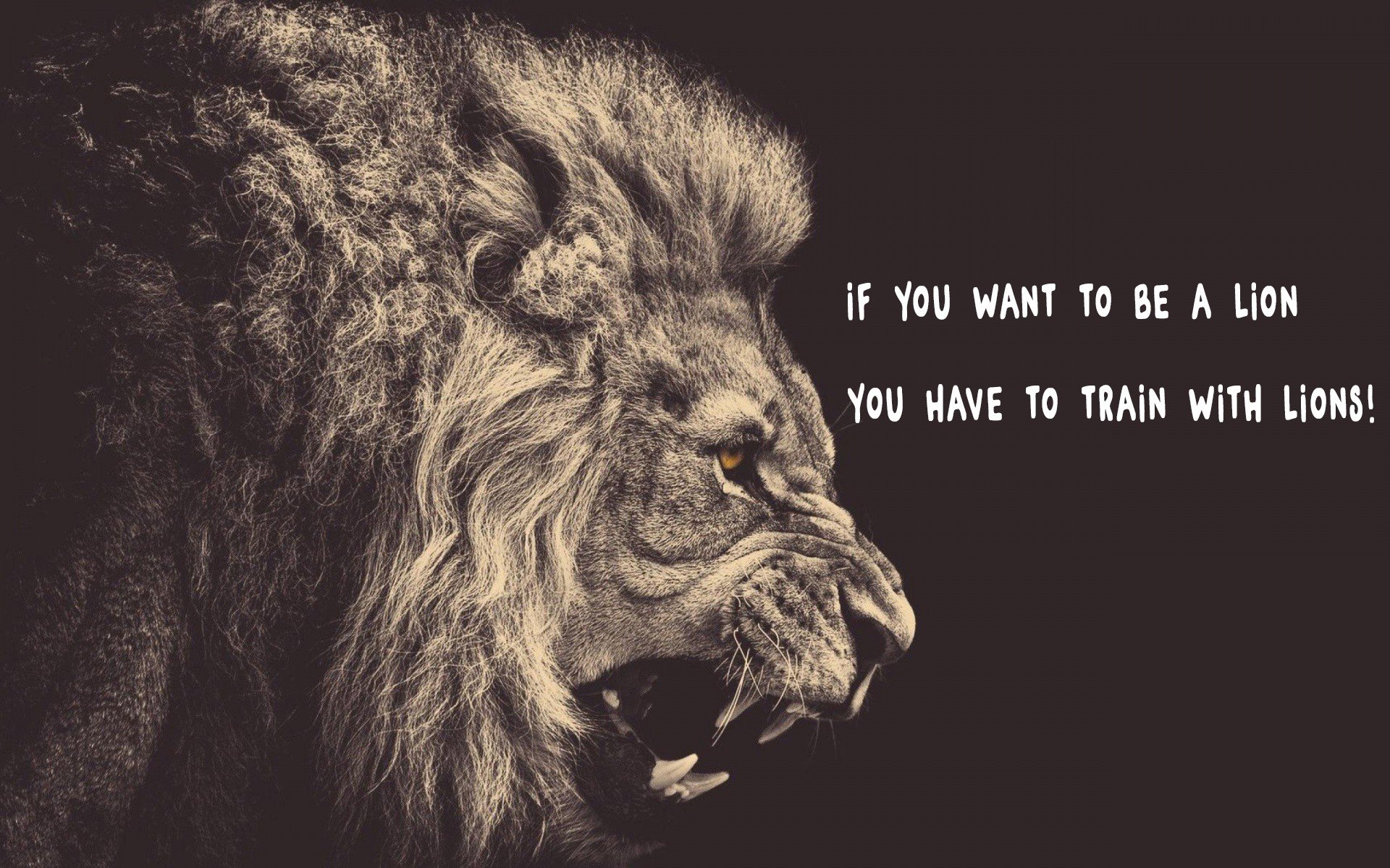 Lion, Quote Wallpapers Hd / Desktop And Mobile Backgrounds