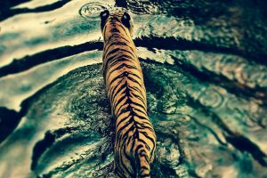 tiger, Water, Wildlife