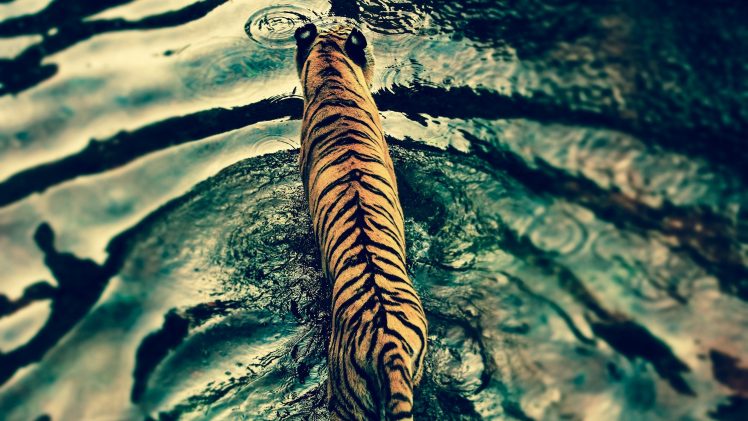 tiger, Water, Wildlife HD Wallpaper Desktop Background