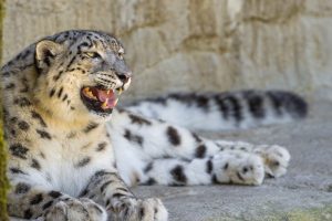 animals, Wildlife, Snow leopard