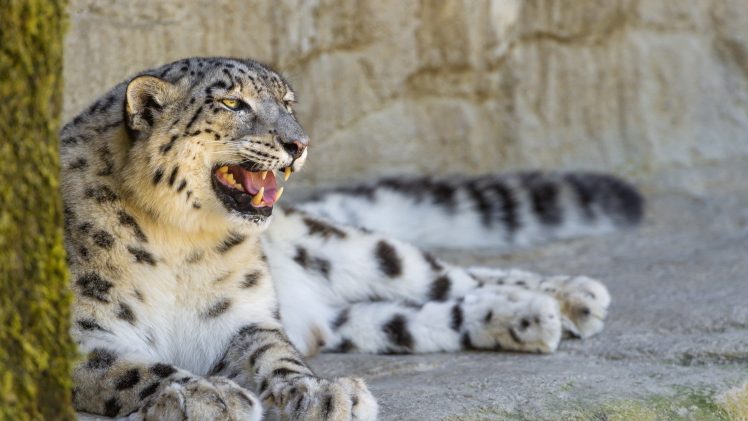animals, Wildlife, Snow leopard HD Wallpaper Desktop Background