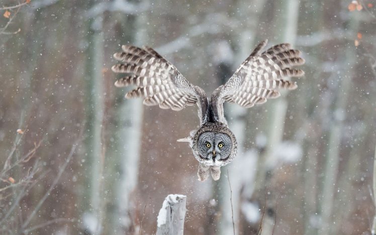 animals, Wildlife, Birds, Owl HD Wallpaper Desktop Background