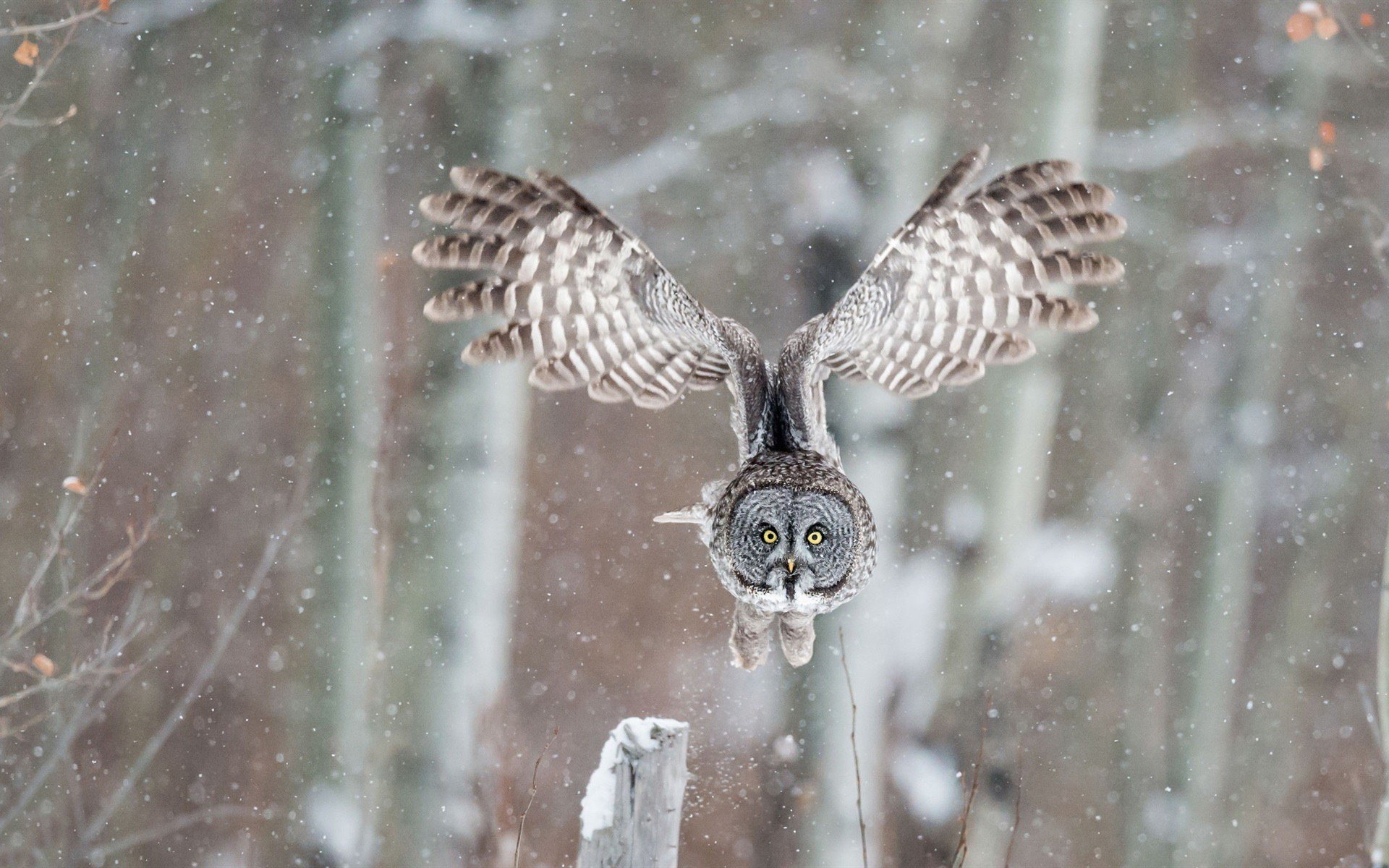 animals, Wildlife, Birds, Owl Wallpaper