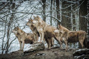 animals, Wildlife, Wolf