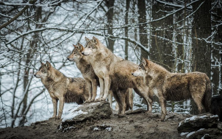 animals, Wildlife, Wolf HD Wallpaper Desktop Background