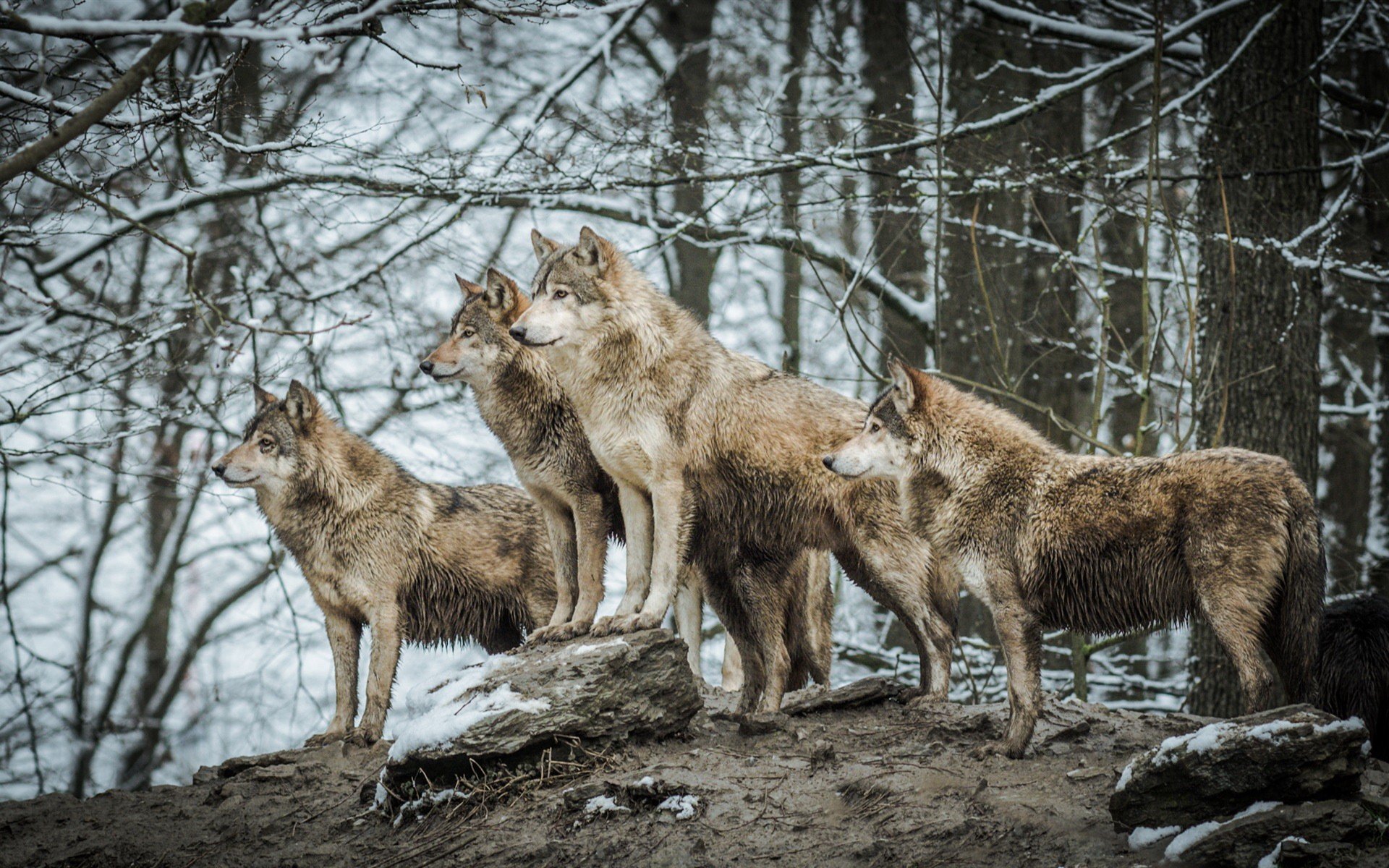 animals, Wildlife, Wolf Wallpaper