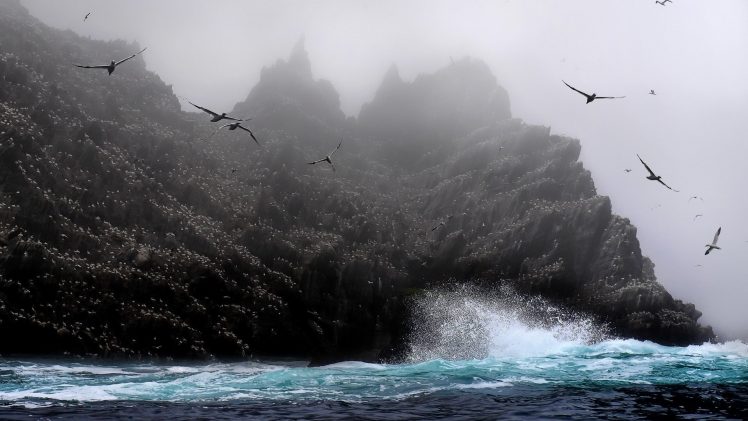 nature, Animals, Coast, Sea, Birds HD Wallpaper Desktop Background