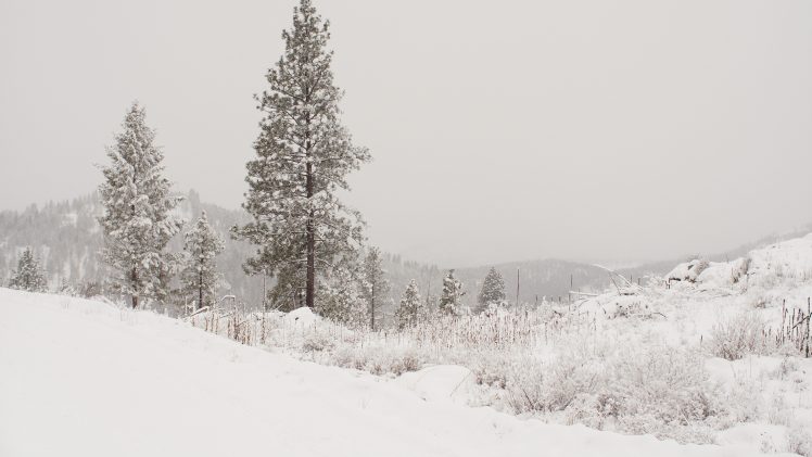 mountains, Overcast, Snow, Pine trees HD Wallpaper Desktop Background