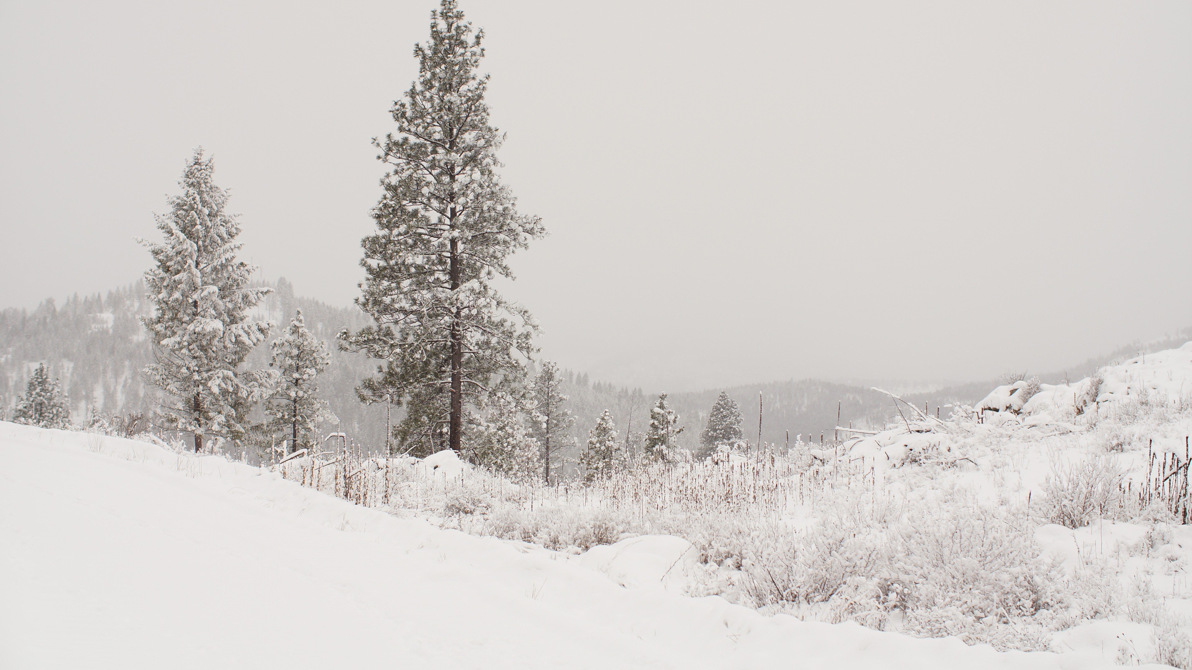 mountains, Overcast, Snow, Pine trees Wallpaper