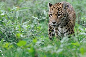 animals, Feline, Leopard, Bushes