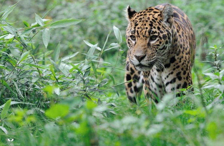 animals, Feline, Leopard, Bushes HD Wallpaper Desktop Background