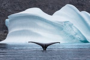 animals, Whale, Arctic, Sea, Iceberg, Nature