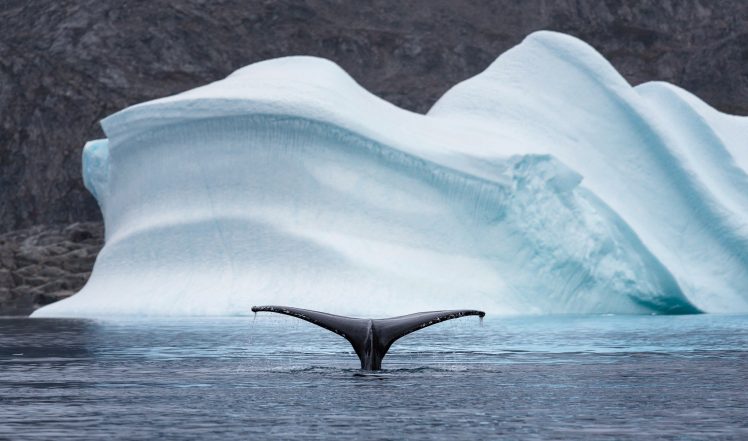animals, Whale, Arctic, Sea, Iceberg, Nature HD Wallpaper Desktop Background