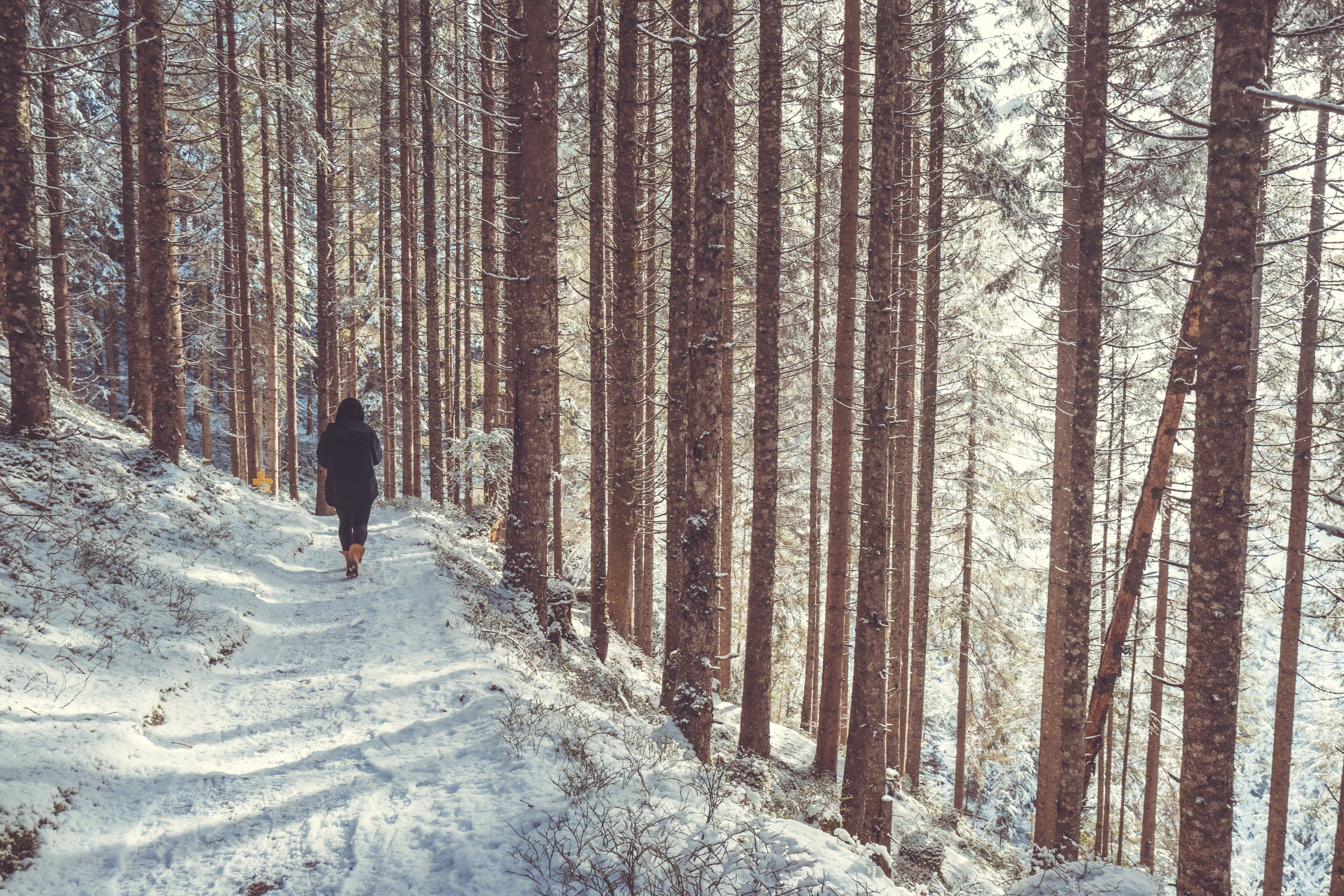 nature, Snow, Trees, Forest, Path Wallpaper