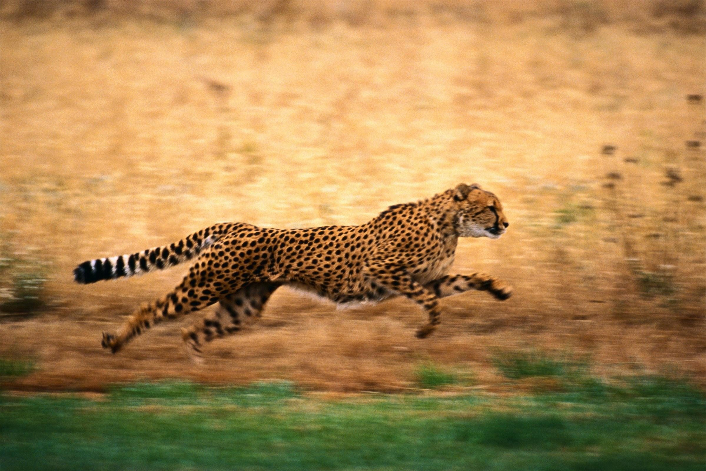 animals, Feline, Cheetah, Depth of field Wallpaper