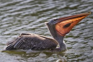 pelicans, Nature, Animals, Birds, Fish, Water