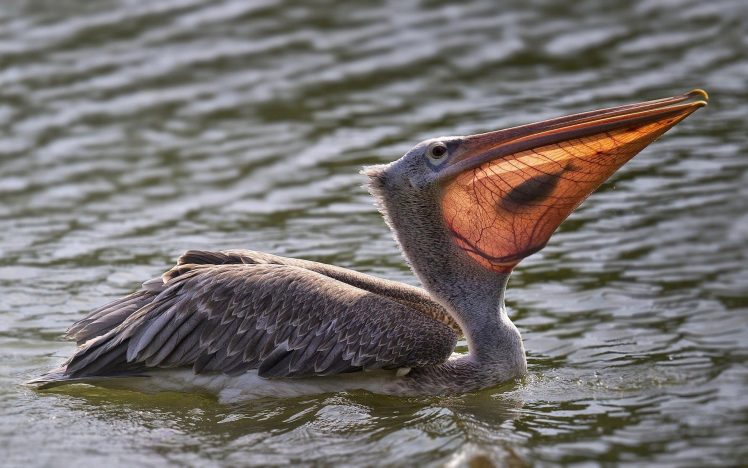 pelicans, Nature, Animals, Birds, Fish, Water HD Wallpaper Desktop Background