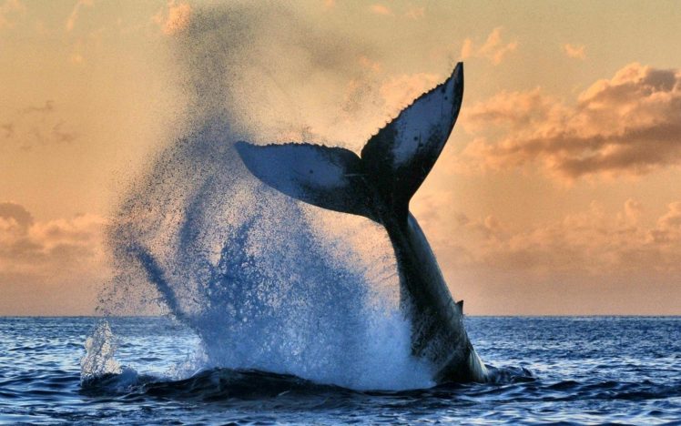 animals, Sky, Sea, Nature, Whale HD Wallpaper Desktop Background