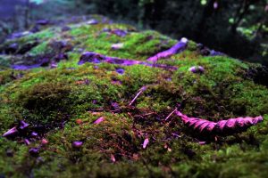 rock, Moss, Leaves, Blurred