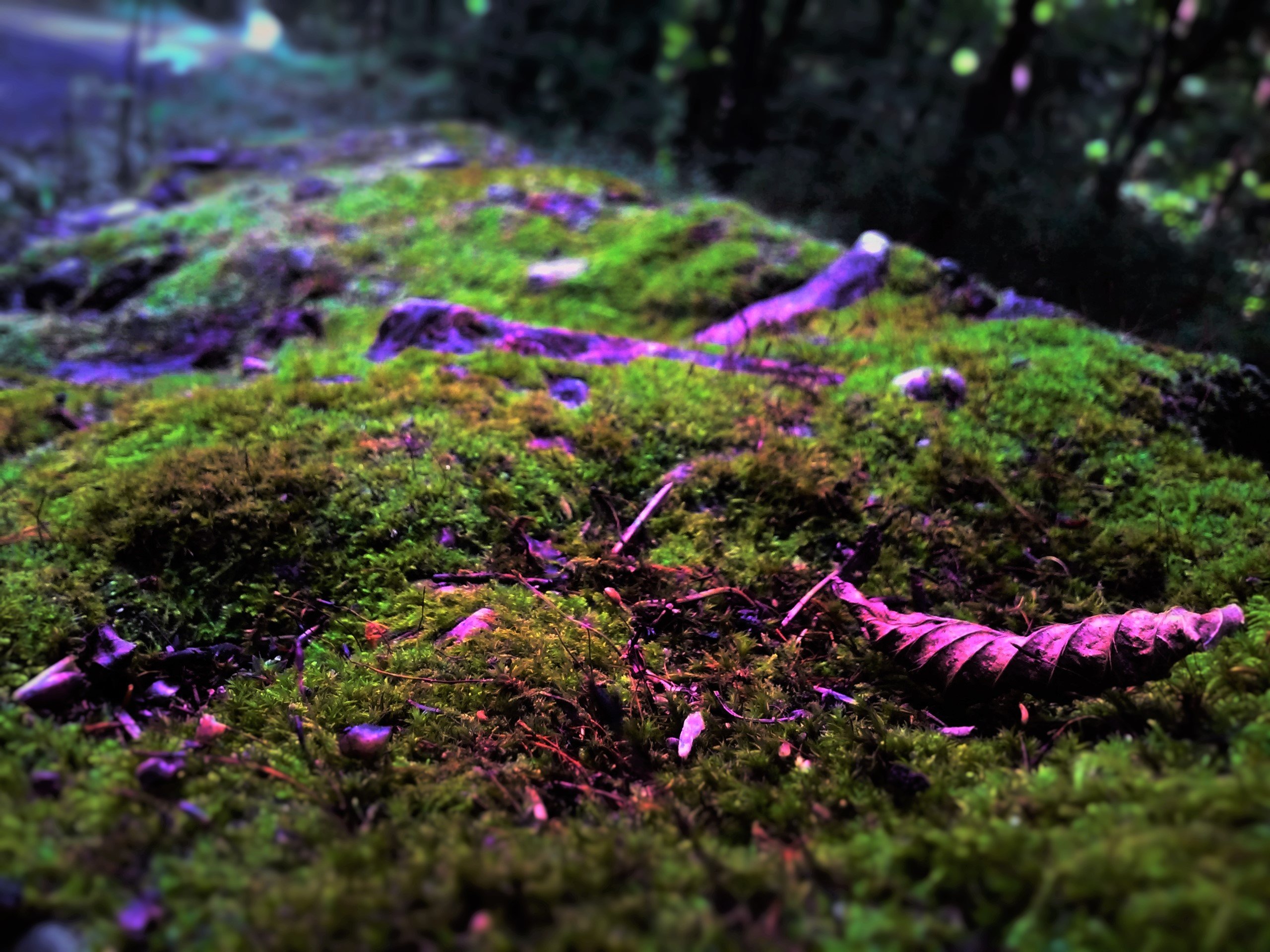 rock, Moss, Leaves, Blurred Wallpaper