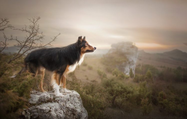 dog, Nature, Animals HD Wallpaper Desktop Background