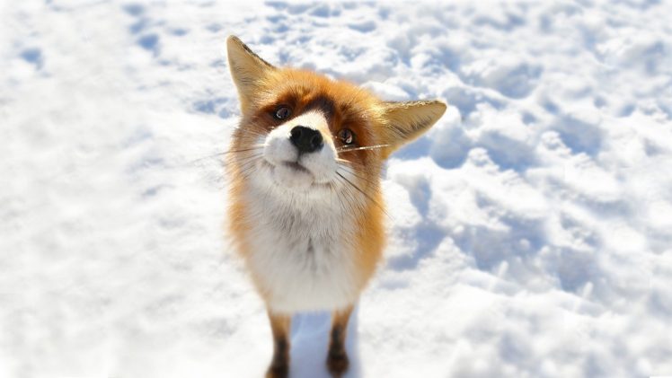 fox, Animals, Snow HD Wallpaper Desktop Background