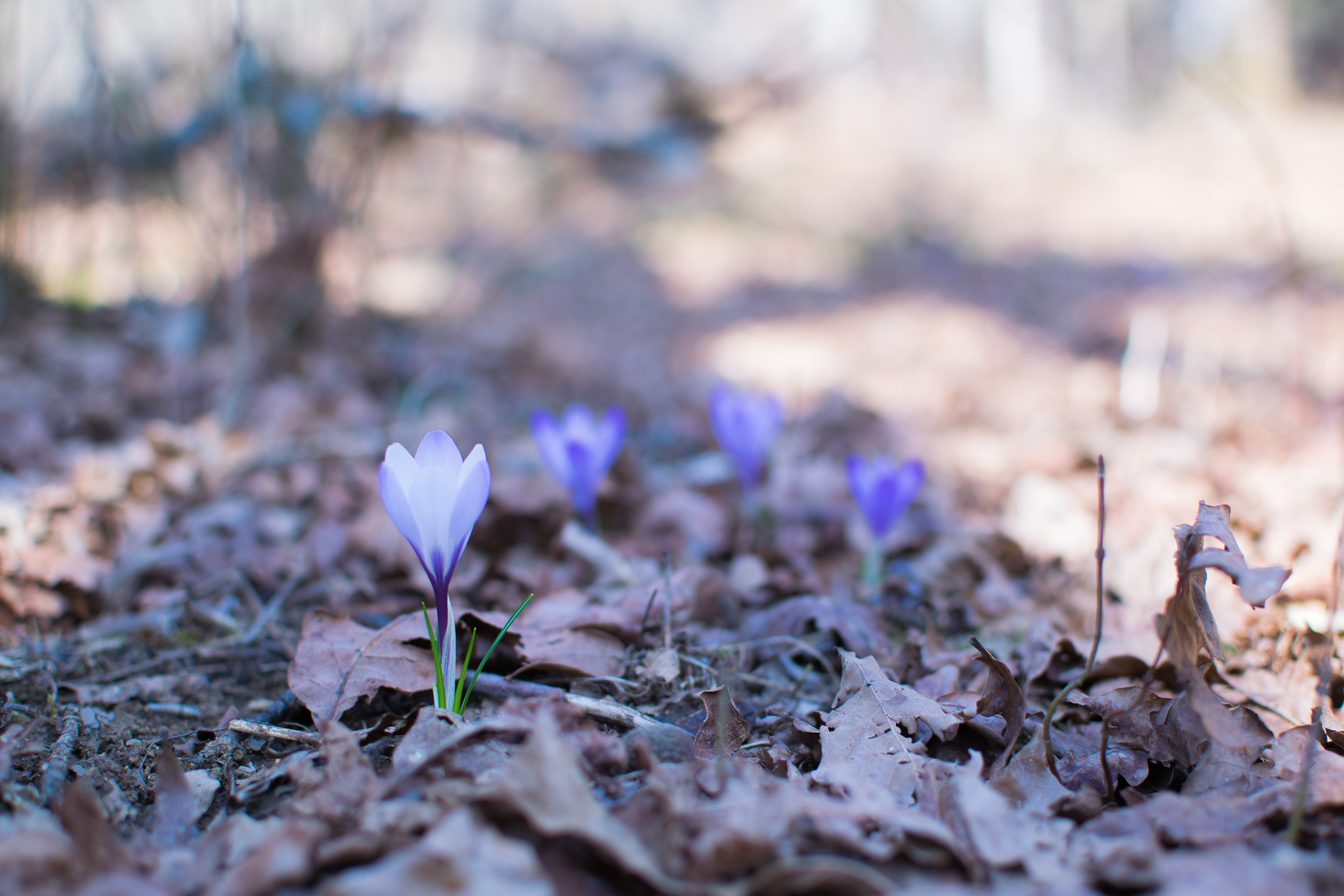 Nikon, Bokeh, Depth of field, Focus points, Landscape, Closeup, Wood, Herbarium Wallpaper