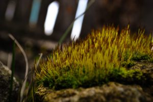 moss, Nature, Stone