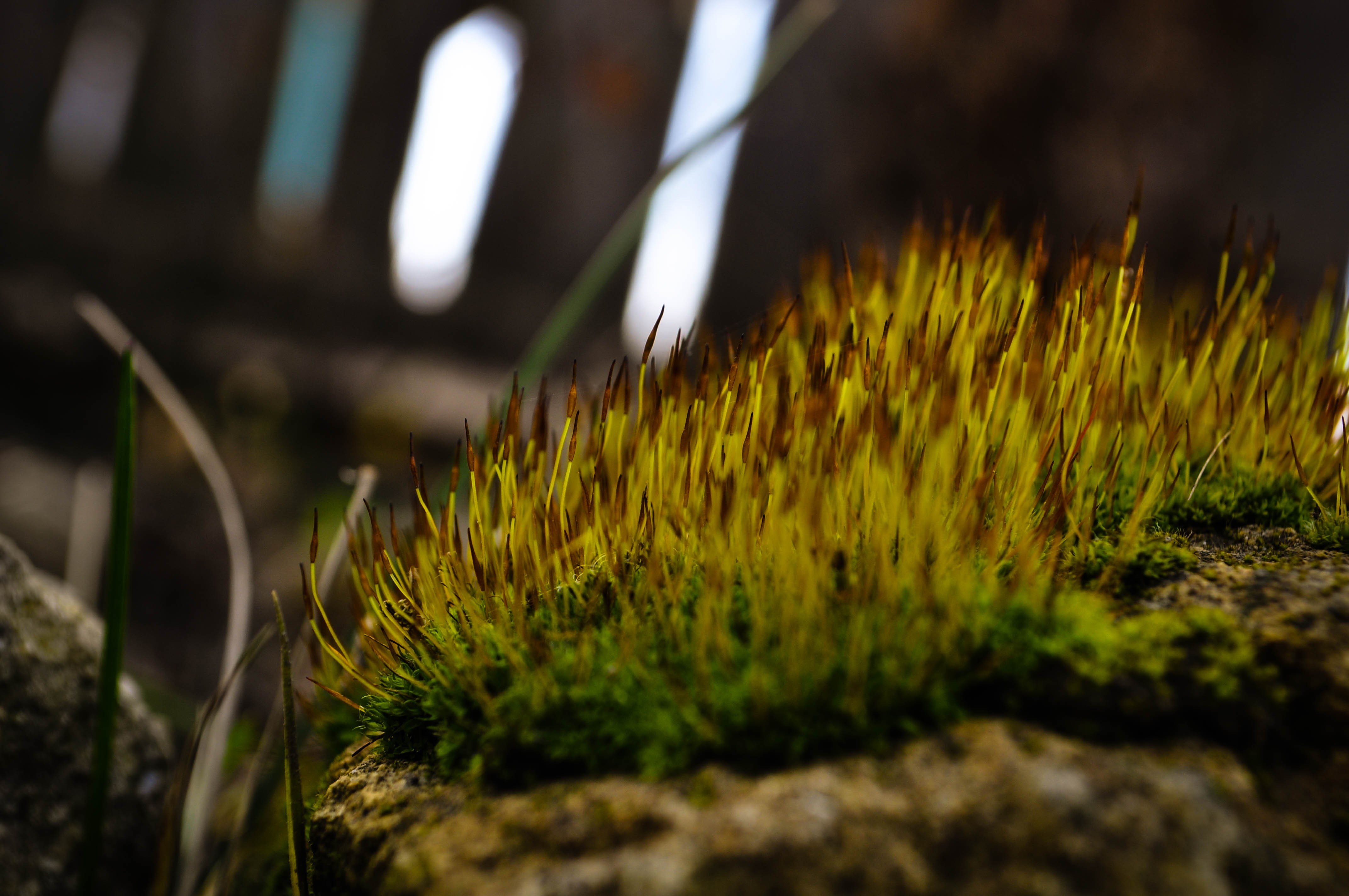 moss, Nature, Stone Wallpaper