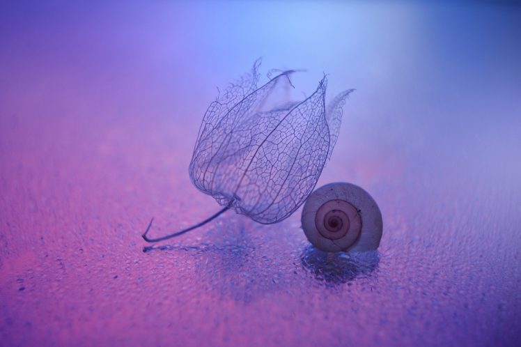 snail, Macro, Purple, Pink, Chinese lantern HD Wallpaper Desktop Background