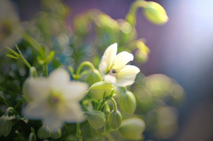 flowers, Garden, Bokeh, Lights, Macro, Spring HD Wallpaper Desktop Background