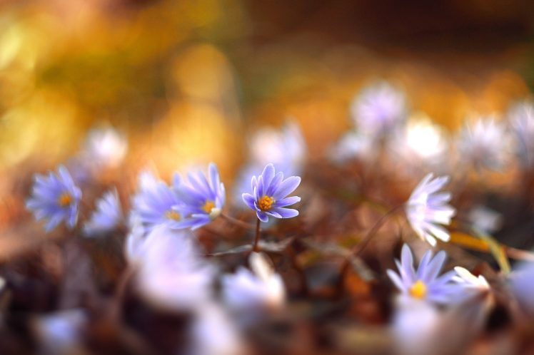 flowers, Macro, Spring, Lights HD Wallpaper Desktop Background