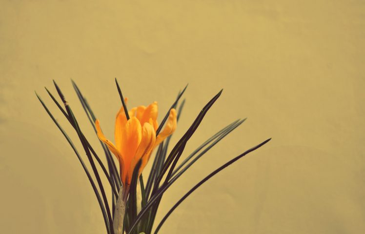 plants, Nature, Simple background HD Wallpaper Desktop Background