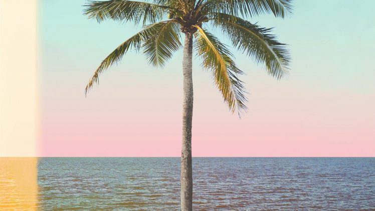 Monstercat, Album covers, Palm trees HD Wallpaper Desktop Background