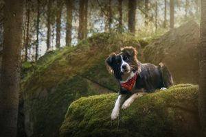 dog, Forest, Border Collie, Photography, Animals
