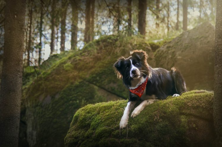 dog, Forest, Border Collie, Photography, Animals HD Wallpaper Desktop Background
