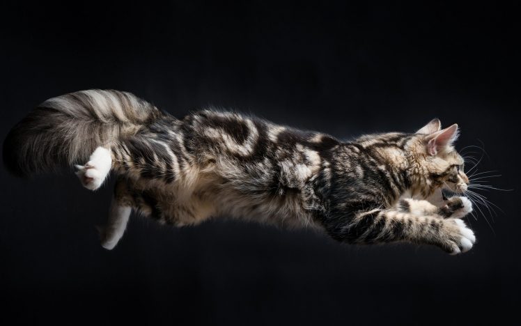 cat, Animals, Jumping HD Wallpaper Desktop Background