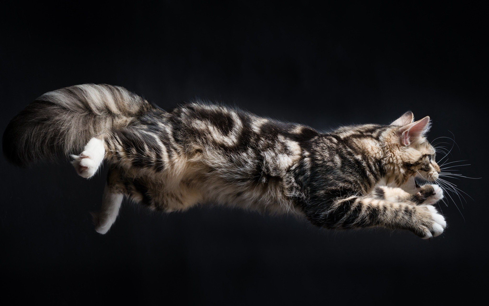cat, Animals, Jumping Wallpaper