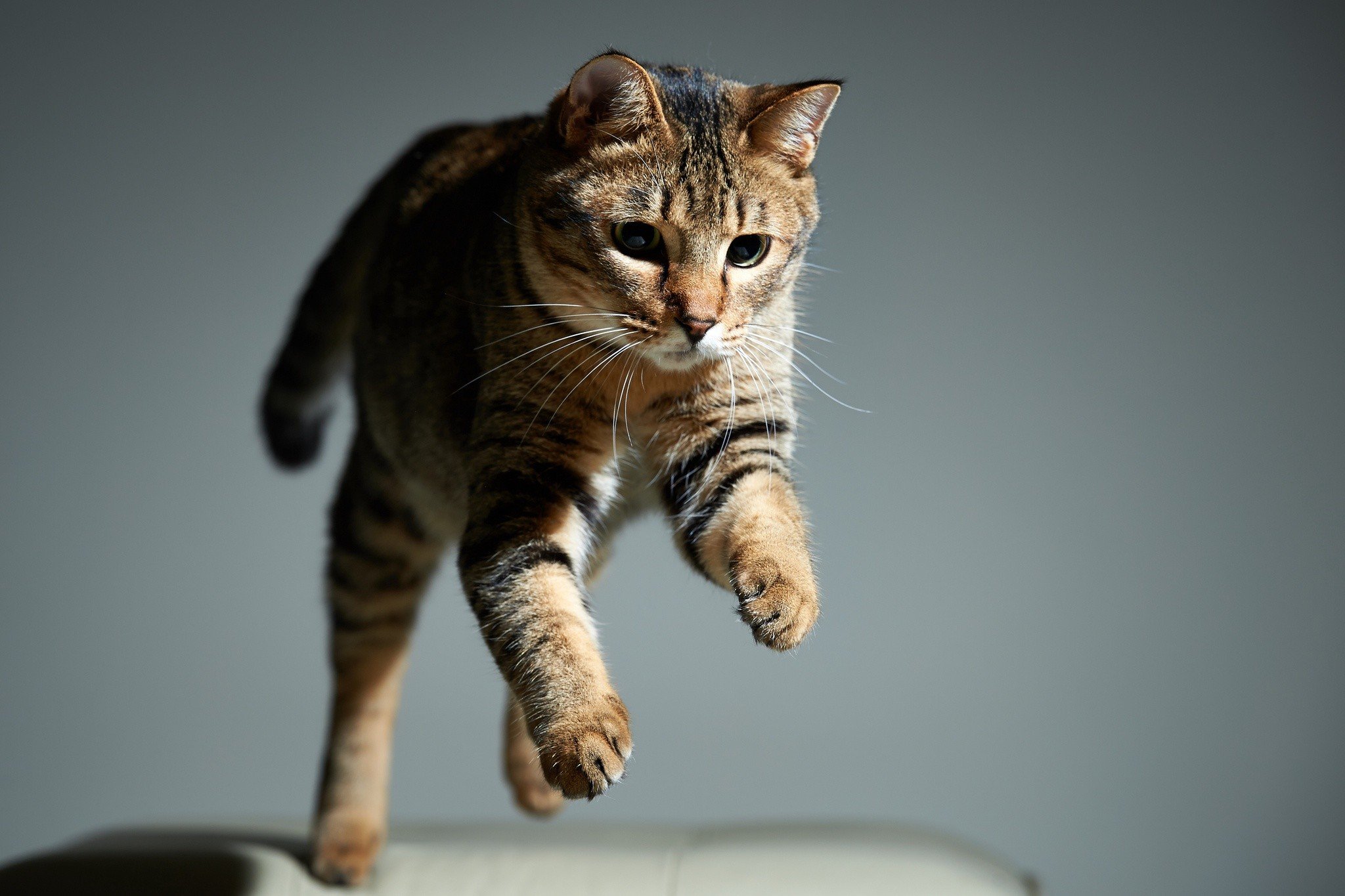 cat, Animals, Jumping Wallpaper